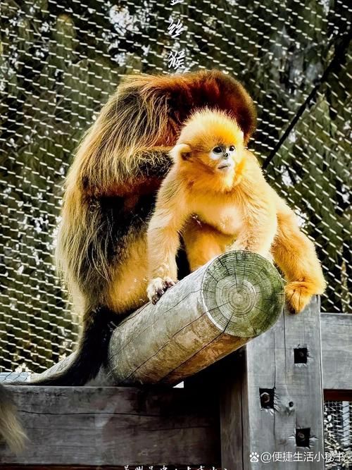 Shangfangshan Forest Animal World