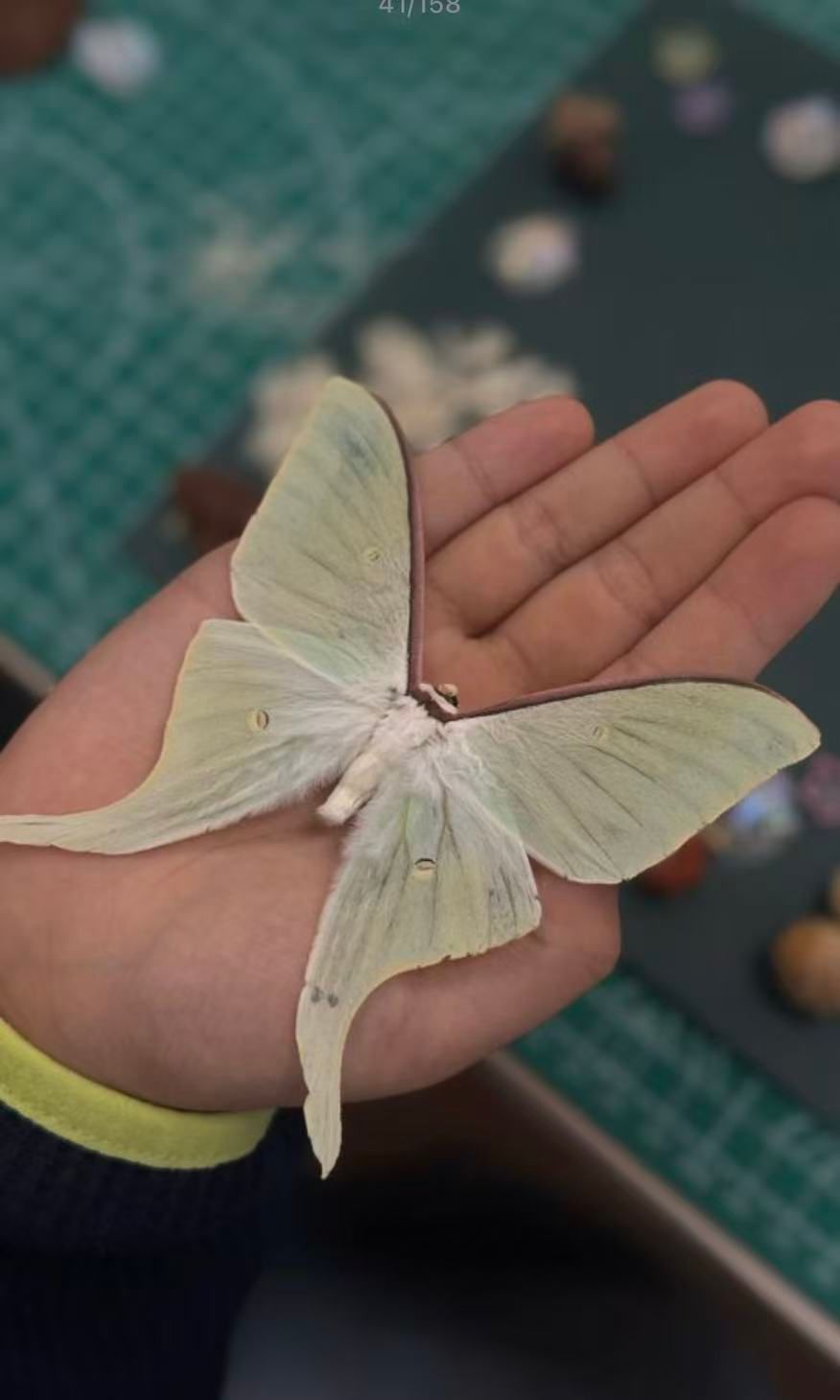 Suzhou Insect Museum