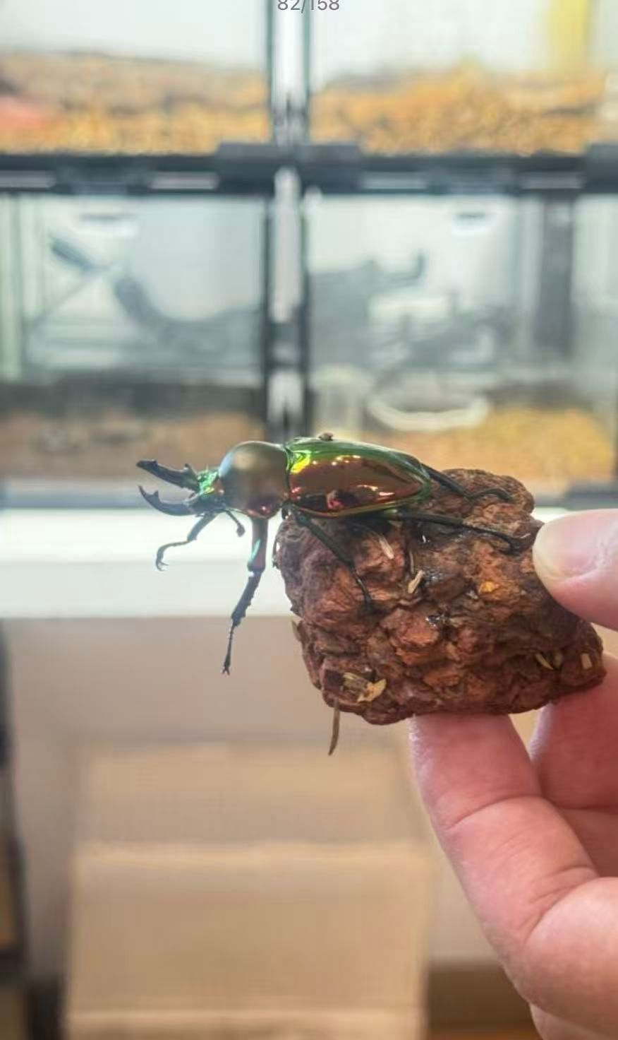 Suzhou Insect Museum